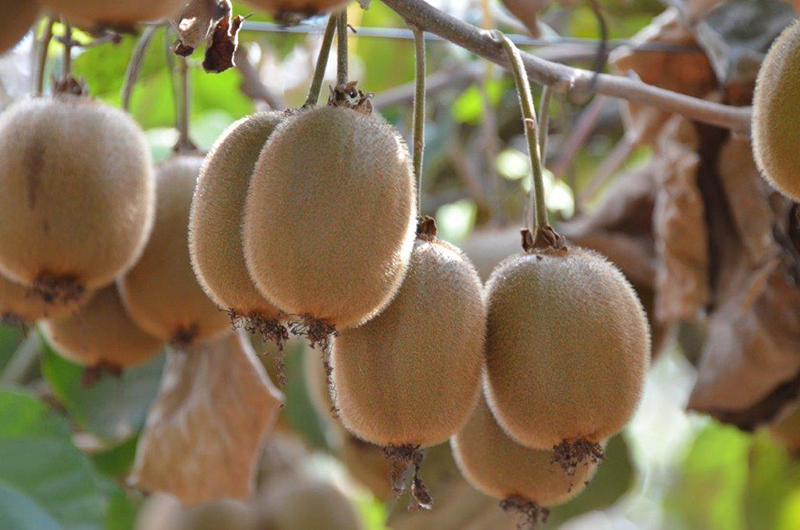 Hoe groeit een kiwiplant? | EAT ME